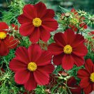 200 Seeds Versailles Tetra Red Cosmos Seeds For Garden Easy to Grow