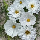 200 Seeds White Mix Cosmos Seeds For Garden Planting Easy to Grow