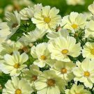 200 Seeds Xanthos Cosmos Seeds For Garden Planting Easy to Grow