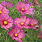200 Seeds Xsenia Cosmos Seeds For Garden Planting Easy to Grow