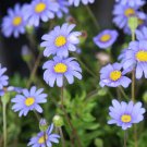 200 Seeds Blue Marguerite Daisy Seeds For Garden Planting Easy to Grow