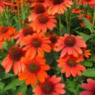 200 Seeds Adobe Orange Coneflower Daisy Seeds For Garden Easy to Grow