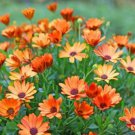 200 Seeds African Arctotis Daisy Seeds For Garden Planting Easy to Grow