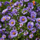 200 Seeds Aster Symphyotrichum Daisy Seeds For Garden Easy to Grow