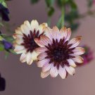 50 Seeds Banana Shake 3D Cape Daisy Seeds For Garden Planting Easy to Grow