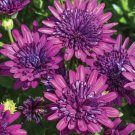 50 Seeds Blue & Purple 3D Cape Daisy Seeds For Garden Planting Easy to Grow