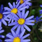 200 Seeds Blue Felicia Amelloides Daisy Seeds For Garden Easy to Grow