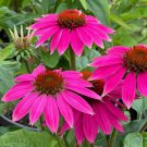 200 Seeds Bright Pink Coneflower Daisy Seeds For Garden Easy to Grow