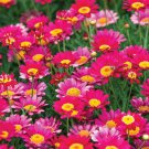 200 Seeds Bright Pink Marguerite Daisy Seeds For Garden Easy to Grow