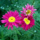200 Seeds Bright Pink Painted Daisy Seeds For Garden Planting Easy to Grow