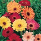 200 Seeds California Giants Mix Gerbera Daisy Seeds For Garden Easy to Grow