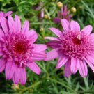 200 Seeds Canary Marguerite Daisy Seeds For Garden Planting Easy to Grow