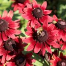 200 Seeds Cherry Brandy Gloriosa Blackeyed San Daisy Seeds Easy to Grow