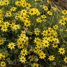 200 Seeds Chocolate Berlandiera Lyrata Daisy Seeds For Garden Easy to Grow