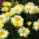 200 Seeds Crazy Yellow Shasta Leucanthemum X Goldfinch Daisy Seeds Easy to Grow