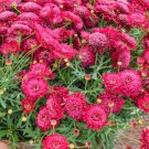 200 Seeds Crested Merlot Red Marguerite Daisy Seeds For Garden Easy to Grow