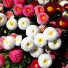 200 Seeds Cupid Mix English Daisy Seeds For Garden Planting Easy to Grow