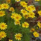 200 Seeds Dahlberg Thymophylla Tenuiloba Daisy Seeds For Garden Easy to Grow