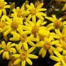 200 Seeds Damianita Chrysactinia Mexicana Daisy Seeds For Garden Easy to Grow