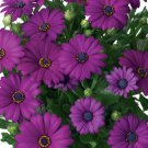 200 Seeds Dark Purple Cape Daisy Seeds For Garden Planting Easy to Grow