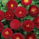 200 Seeds Dark Red English Daisy Seeds For Garden Planting Easy to Grow