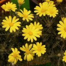 200 Seeds Euryops Euryops Pectinat Daisy Seeds For Garden Easy to Grow