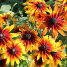 200 Seeds Gloriosa Blackeyed San Daisy Seeds For Garden Easy to Grow
