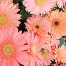 200 Seeds Light Pink Gerbera Daisy Seeds For Garden Planting Easy to Grow
