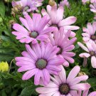 200 Seeds Light Purple Cape Daisy Seeds For Garden Planting Easy to Grow