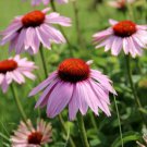 200 Seeds Light Purple Coneflower Daisy Seeds For Garden Easy to Grow