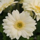200 Seeds Light Yellow Gerbera Daisy Seeds For Garden Planting Easy to Grow