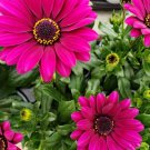 200 Seeds Magenta Cape Daisy Seeds For Garden Planting Easy to Grow