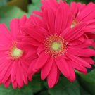 200 Seeds Magenta Gerbera Daisy Seeds For Garden Planting Easy to Grow