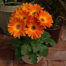 200 Seeds Majorette Gerbera Daisy Seeds For Garden Planting Easy to Grow