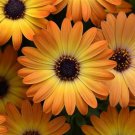 200 Seeds Orange Cape Daisy Seeds For Garden Planting Easy to Grow