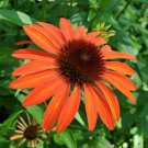 200 Seeds Orange Coneflower Daisy Seeds For Garden Planting Easy to Grow