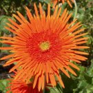 50 Seeds Orange Gerbera Spider Daisy Seeds For Garden Planting Easy to Grow