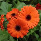 200 Seeds Orange Gerbera Daisy Seeds For Garden Planting Easy to Grow