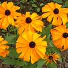 200 Seeds Orange Gloriosa Blackeyed San Daisy Seeds For Garden Easy to Grow
