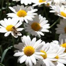 200 Seeds Oxeye Leucanthemum Vulgare Daisy Seeds For Garden Easy to Grow