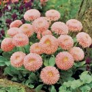 200 Seeds Peach English Daisy Seeds For Garden Planting Easy to Grow
