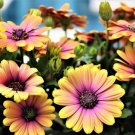 200 Seeds Pink & Yellow Cape Daisy Seeds For Garden Planting Easy to Grow
