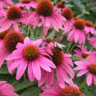 200 Seeds Pink Coneflower Daisy Seeds For Garden Planting Easy to Grow