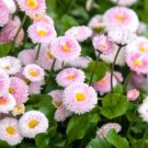 200 Seeds Pink English Daisy Seeds For Garden Planting Easy to Grow