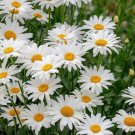 200 Seeds Shasta Leucanthemum X Superbum Daisy Seeds For Garden Easy to Grow