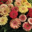 200 Seeds Strawberry Twist Mix Gerbera Daisy Seeds For Garden Easy to Grow