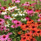 200 Seeds Summer Mix Coneflower Daisy Seeds For Garden Easy to Grow
