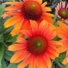 200 Seeds Sunburst Coneflower Daisy Seeds For Garden Planting Easy to Grow