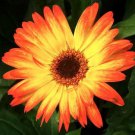 200 Seeds Sunburst Gerbera Daisy Seeds For Garden Planting Easy to Grow