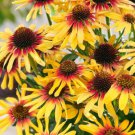 200 Seeds Sunseeker Coneflower Daisy Seeds For Garden Planting Easy to Grow